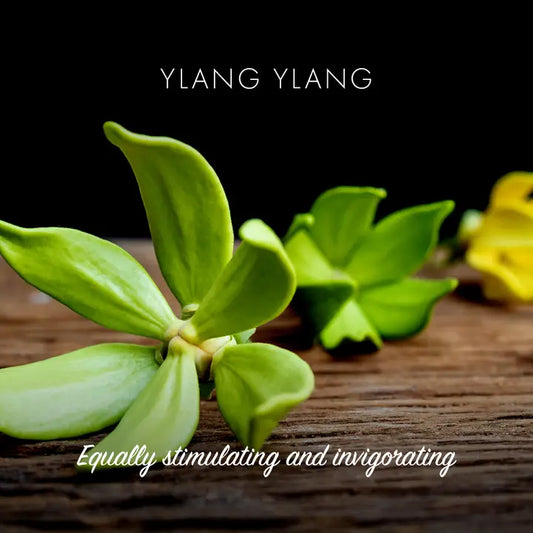 A picture of the Ylang Ylang flower